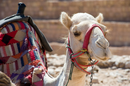 A camel lying and resting in Petra in jordanの写真素材