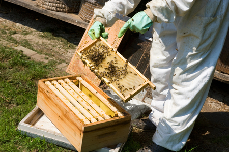 LIEVELDE, THE NETHERLANDS - AUG 08, 2015: An apiarist is checking the frame of a honeycomb and wearing protective clothesのeditorial素材