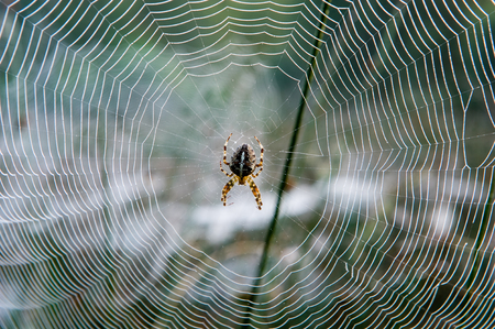 Spider web between grass on a misty morning in the Netherlands