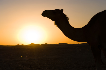 Silhouette of a dromedary in the desert during sunsetの写真素材