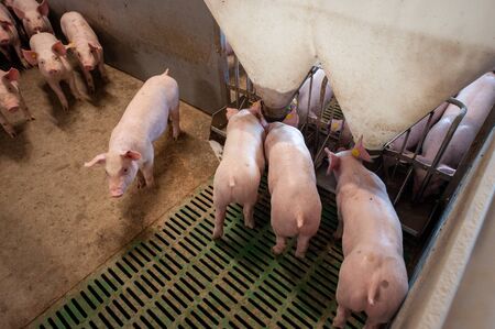 Pigs from six weeks old in their living area on a pig farm.