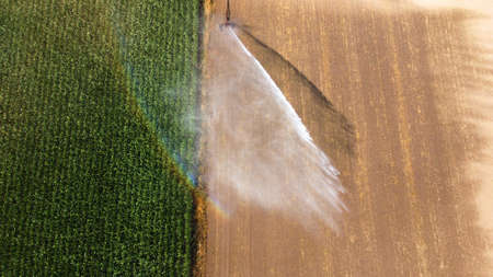 A sprinkler is irrigating maize on a hot dry day in the summer on the countryside in the Netherlands