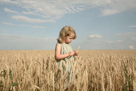 A little girl in a dress stands in a wheat field and looks at the wheat spikeの写真素材