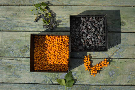 Sunny still life of ripe blackberries and buckthorn. High quality photoの写真素材