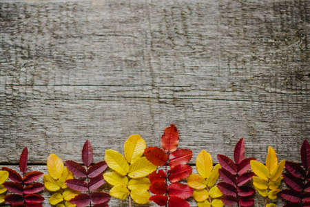 The leaves are red and yellow in a row on an old wooden table. Autumn leaves are located at the bottom of the frame. The view from the top.の写真素材