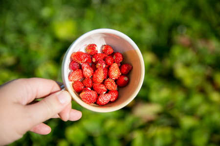 Fresh strawberries in a Cup. On a green background.の写真素材