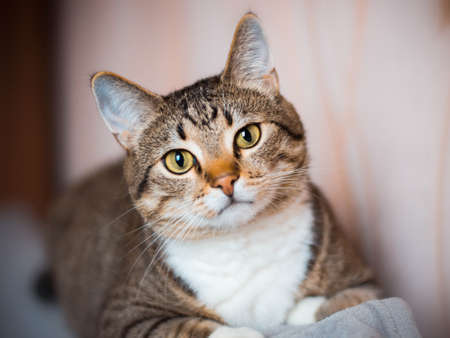 The muzzle of a cat close-up. The striped smooth-haired European domestic cat looks right into the frame.の写真素材
