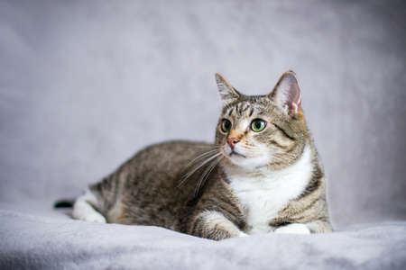 The muzzle of a cat close-up. The striped smooth-haired European domestic cat looks right into the frame.の写真素材