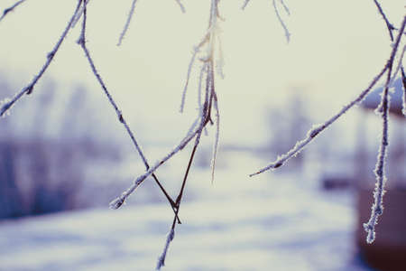 Hoarfrost on birch branches. Branches hang down. Violet tinting.の写真素材