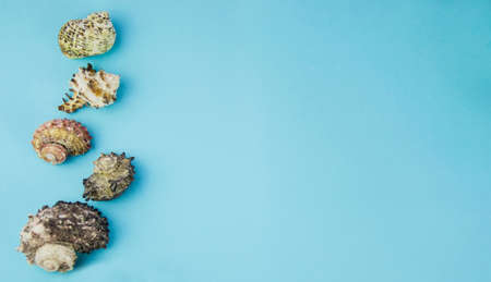 Beautiful seashells lie in a row on the left side of the frame on a blue background. Space for copy.の写真素材
