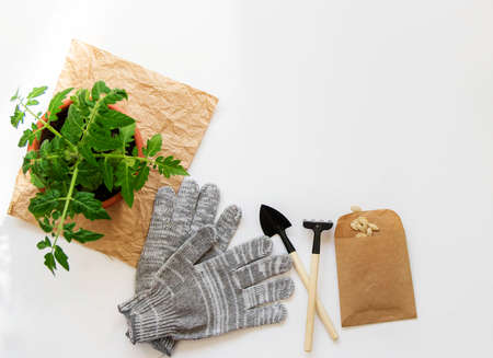 Spring garden layout. Top view of garden tools, hemp seeds, gray protective gloves and a tomato in a...