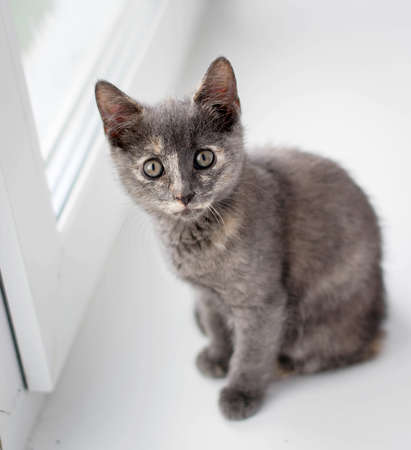 A gray kitten sits on a white windowsill and looks straight.の写真素材