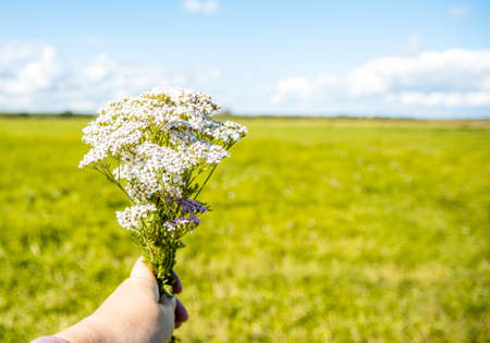 A bouquet of yarrow flowers in a hand against the background of a green field of nature and the blue sky. Copy space. The concept of medicinal herbs and teas.の写真素材