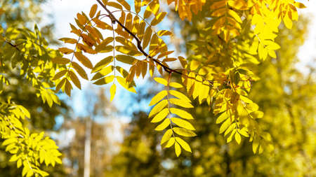 Autumn orange rowan leaves over blurred sky, autumn nature background.の写真素材