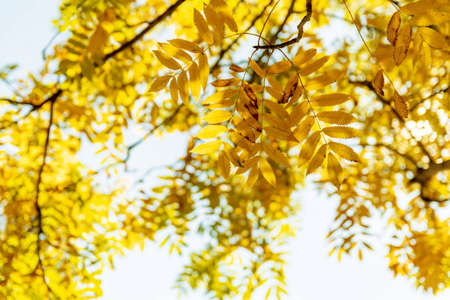 Autumn orange rowan leaves over blurred sky, autumn nature background.