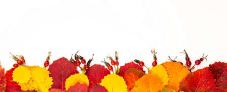 Autumn leaves and rose hips are located at the bottom on a white background. Autumnal isolated...
