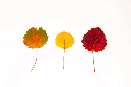Autumn composition. Red, yellow, green leaf on a white background. Top view.の写真素材