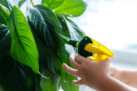 Caring for plants, flowers at home. Close-up of spathiphyllum spraying on green leaves.