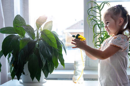 The girl sprays indoor flowers. The concept of caring for plants from childhood.の写真素材