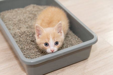 The concept of ingingusing a cat to the tray. The little red kitten sits in the toilet tray and looks straightの写真素材