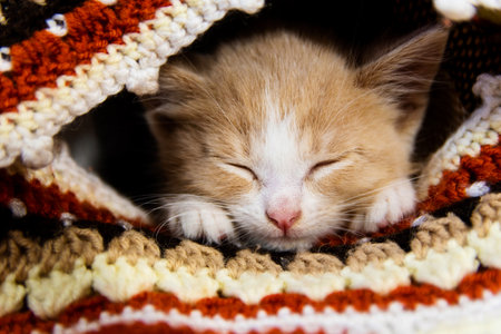 A little red kitten sleeps in a plaid. The concept is cozy and warm.の写真素材