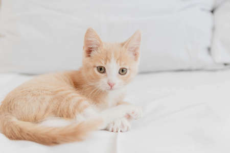 A little red kitten lies on the white bed of the houseの写真素材