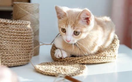 A small red kitten lies in a knitted jute basket and plays with yarn. Crochet from a jute for the...
