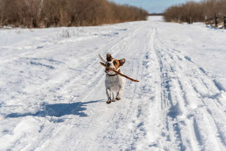 Dog Jack Russell terrier in winter walks and cheerfully plays with a stick.の写真素材