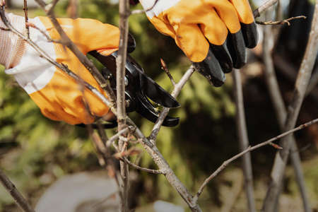 Pruning fruit shrubs and trees in spring. A secateur in his hands with glovesの写真素材