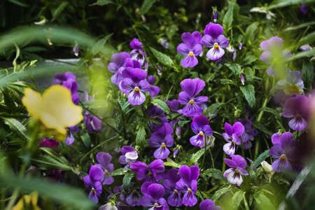 Pansies flowers bright lilac spring colors on a lush green background. Macro images of faces of...