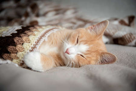 The red cat lies on the bed under a knitted blanket and sleepsの写真素材