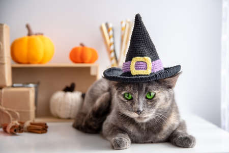 A gray cat in a witchs hat and lies on a white background with autumn decor. Halloween concept and petの写真素材
