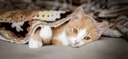 The red cat lies on the bed under a knitted blanket and sleeps