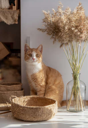 Concept autumn cozy day at home needlework. Crochet of jute, red cat, glass vase with a dry bouquet of ears on a white tableの写真素材