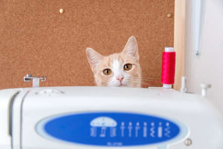 A cat peeks out from behind a sewing machine. The concept of needlework, sewing and a cat.の写真素材