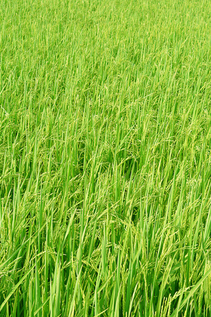 The rice tree and Rice seed on rice tree in rice field.の写真素材