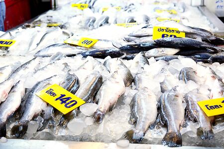 Barramundi, Silver perch, White perchの写真素材