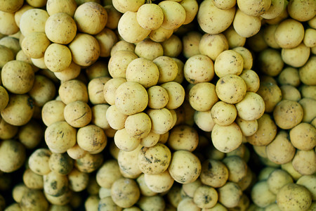 Lansium parasiticum, also known as langsat or lanzones, is a species of tree in the Mahogany family. The plant, which originates from western Southeast Asia, bears edible fruit.の写真素材