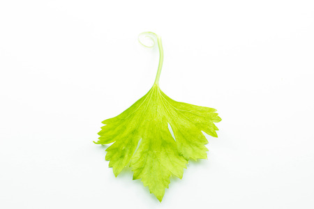 Celery leaves, A cultivated plant, variety in the family Apiaceae, commonly used as a vegetable. Depending on location, either its stalks, or its hypocotyl, are eaten and used in cooking.の写真素材