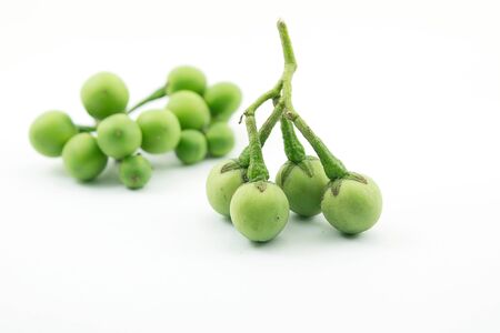 Turkey berryの写真素材