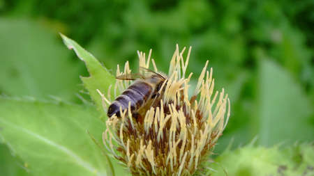 Bee on thistle