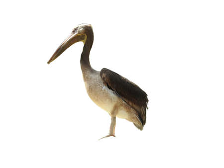Pelicanの写真素材
