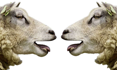 Sheepのeditorial素材