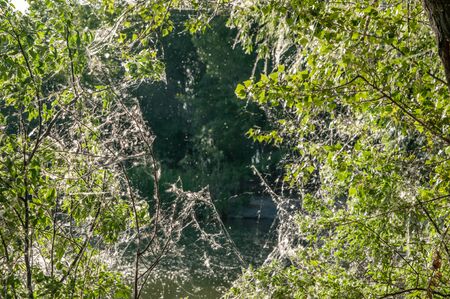 spider web on the leaves