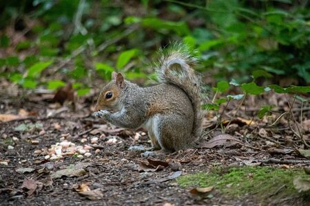 Grey Squirrel eating nuts in woodlands