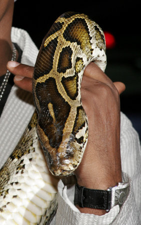 Snake at the Los Angeles premiere of "Snakes on a Plane" held at the Grauman's Chinese Theatre in Hollywood, USA on August 17, 2006.のeditorial素材