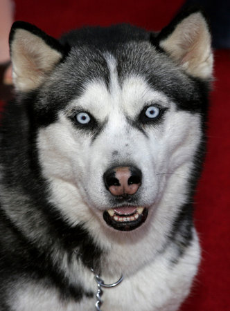 Max the Dog at the World premiere of "Eight Below" held at the El Capitan Theater in Hollywood, California, United States on February 12, 2006.のeditorial素材