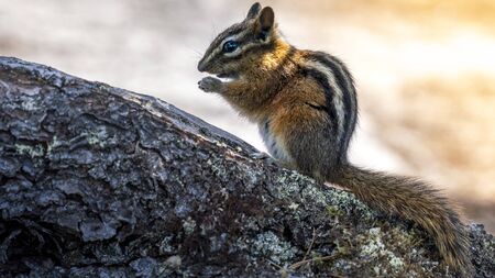 Wild Chipmunk Eating Nutの写真素材