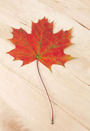 Autumn leave on wooden background texture