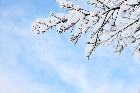 snowy branches on the background of the blue sky